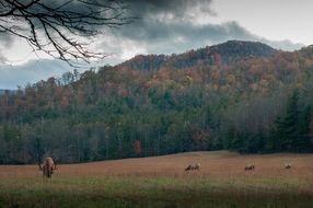 Buck Forest