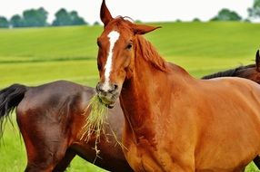 two horses on a green meadow close up