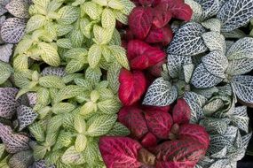 colorful leaves in the garden close-up