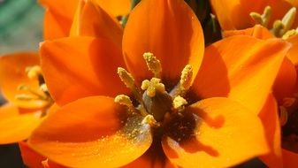 wonderful Orange Blossom