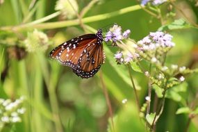 Macro Picture of the butterfly on a flowers