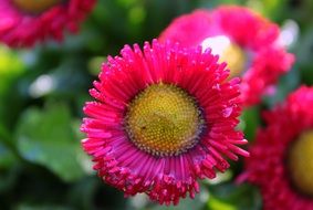 margenta daisies