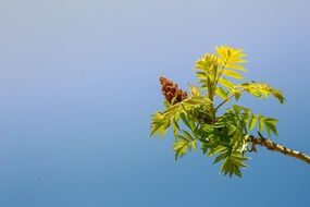 flowering tree branch against the blue sky in summer