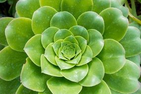 elegant Cotyledon Orbiculata