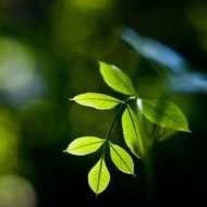 Plant Leaves Green