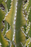 euphorbia venenat spikes