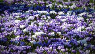 amazing violent white Crocus Garden Flowers field