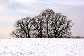 Grove Of Trees in a snow