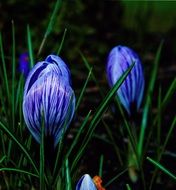 blue Crocuses on Flower bed