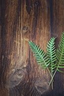 Green ferns on wood background