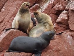 Sea Lions on Rocks