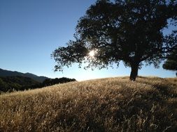 Oak on a hill in beautiful nature in California