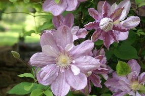 bush with pale lilac flowers close-up
