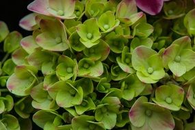 Beautiful hydrangea flowers in the spring