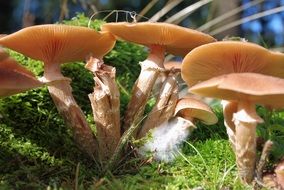 Mushrooms Forest Collect Autumn