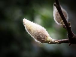 closeup photo of magnolia bud in spring