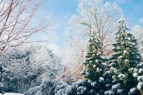 snow on forest trees