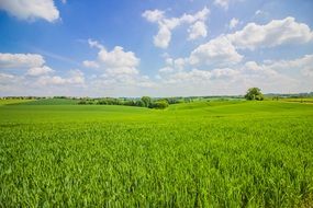 Landscape of green fields in summertime