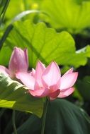 pink lotus in summer