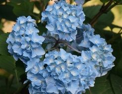 blue hydrangea in the spring garden