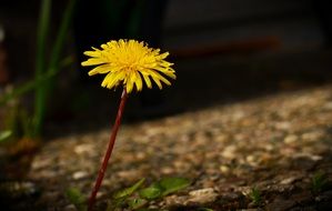 Dandelion Yellow close-up on blurred background