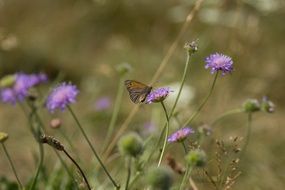 butterfly on small purple flowers in a meadow on a blurred background