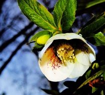 christmas rose in sunshine close-up on blurred background