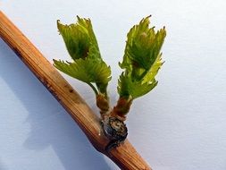 young wine Plant grow macro