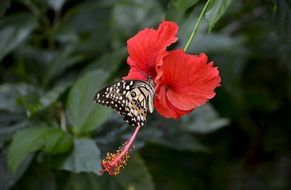 Sitting butterfly on a flower