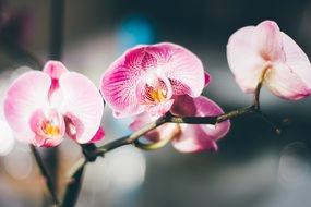 White and pink blooming orchid flowers