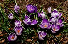 crocus blossoms