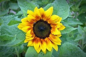 closeup photo of sunflower on a bush with large leaves