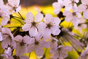 nectar on cherry flowers