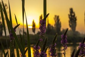 blooming purple swamp flowers by the lake