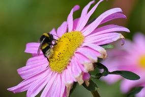 Bee on the flower in Bornholm