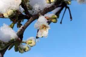 spring flowering tree in the snow