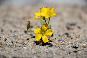 impressive Flower Yellow