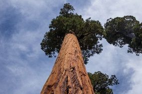 tree with a thick trunk and green crown