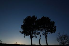 trees on the outskirts at dusk