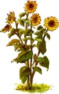 painted sunflowers in the field