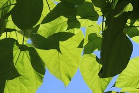 Green leaves at the sunlight