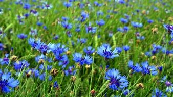 meadow of bright cornflowers close up