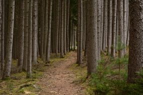 trail through the desert forest