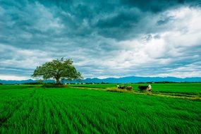 bright green agricultural field