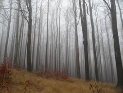 fog in autumn Forest Landscape