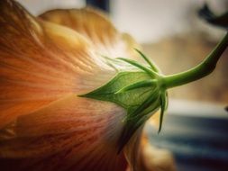 back view of orange Flower, Macro