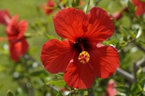 red hibiscus with yellow stamen