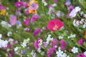 Colorful Flowers in a meadow