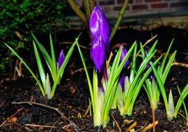 crocus plant in spring