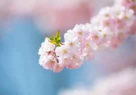 branch with pink blossom